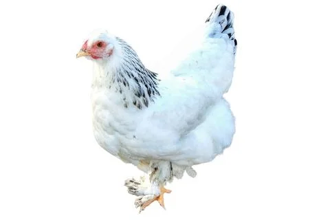 Hen isolated on white background Stock Photos