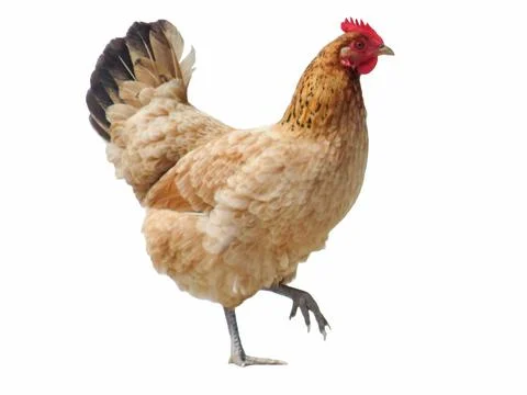 Hen isolated on white background Fotos de archivo