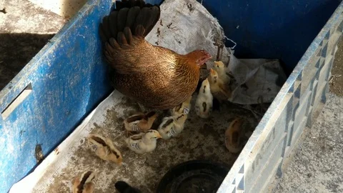 A hen with its chick inside a plastic box Stock Footage 102091373