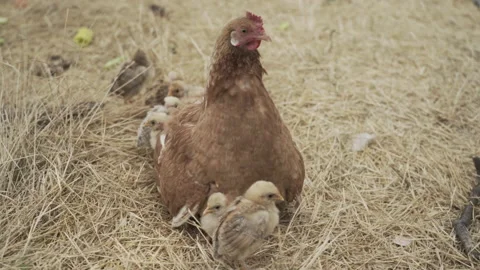 Hen with it's chicks in rural environment Stock Footage 228975478