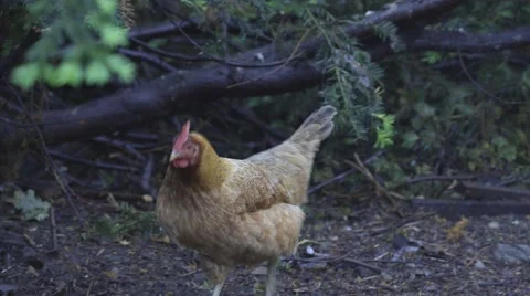 Hen jumping on the tree Stock Footage 68859264