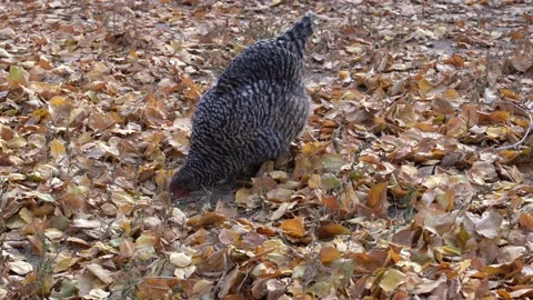 Hen keeps scratching foliage Stock Footage 132664511