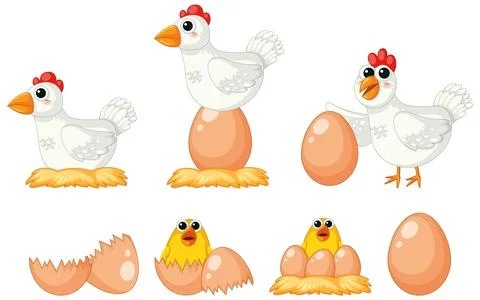 From Hen Laying Egg to Chick Born: A Cartoon Journey 스톡 일러스트