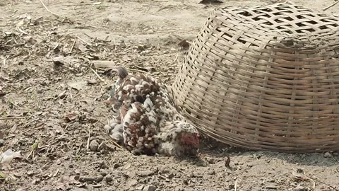 Hen Laying Egg on Sandy Ground 스톡 동영상 344091383