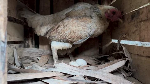 A hen that is laying eggs Stock Footage 329497560