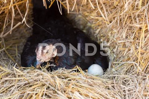 Hen laying eggs in her nest Stock Photos