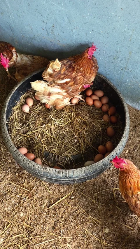 Hen laying eggs in straw nest at chicken barn by fresh brown eggs in upcycled Stock Footage 316876438