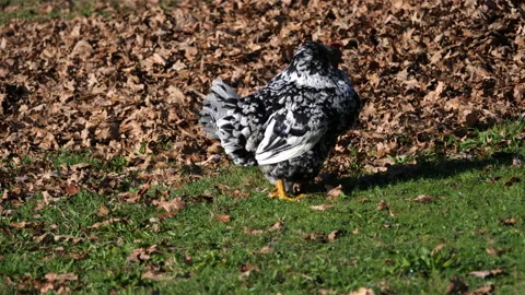 Hen lays an egg Vídeo Stock 168535885