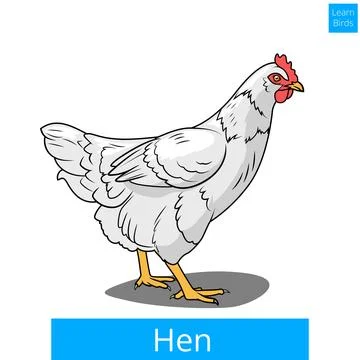 Hen learn birds educational game vector Stock Illustration