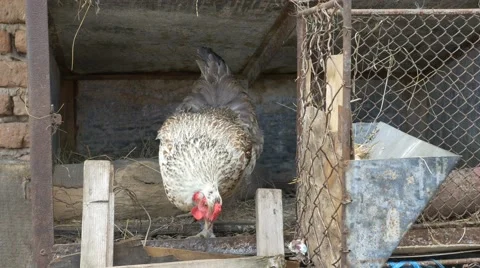 Hen Leaves the Nest Stock Footage 65257520