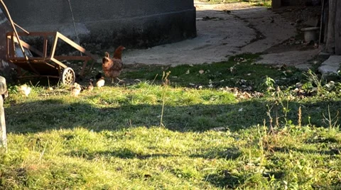 Hen with little babys Stock Footage 8947946