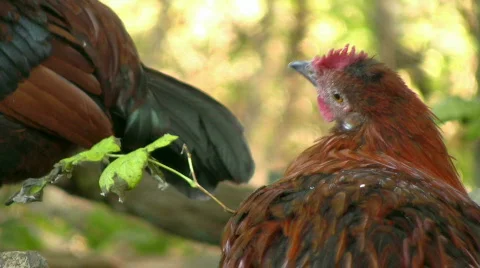 Hen look into the camera 動画素材 540223