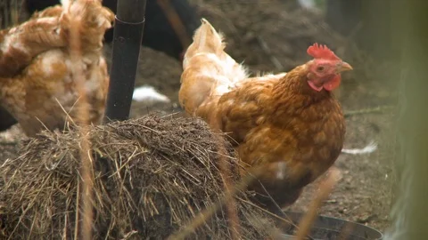 A hen looking about and pecking for food Stock-Footage 118995109