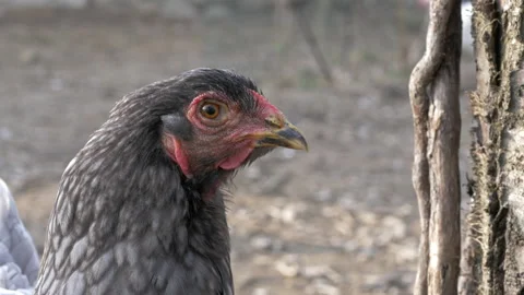 Hen looking around close-up Stock Footage 196976606