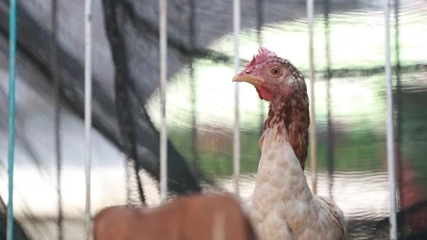 A hen looking around her Stock Footage 219920279