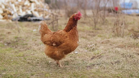 Hen Looking At Camera And Posing In The Village Yard Stock Footage 156037850