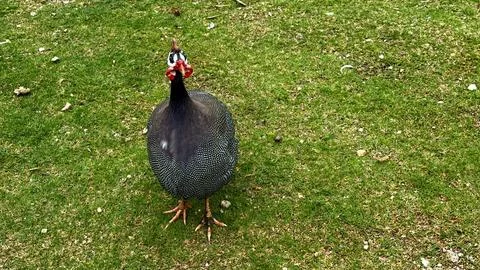 Hen looking at the camera Stock Photos