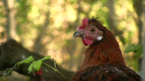 Hen looking, cock crows in the background,sound Stock Footage 533414
