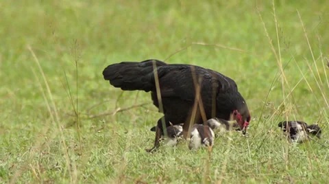 Hen looking for food Stock Footage 32288878