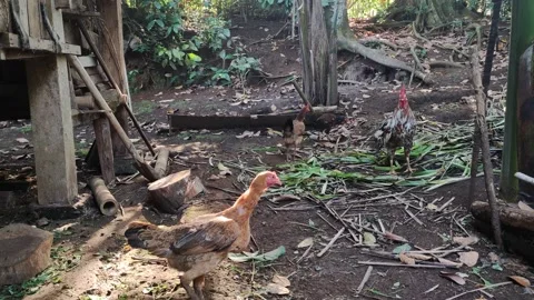 Hen looking for food Video stock 207592866