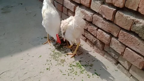 Hen Looking to the Right While Eating Green Leaves from the Ground Stock-Footage 347441577