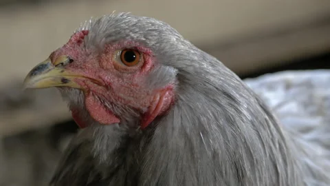 Hen looking to the side close-up Stock Footage 196988412