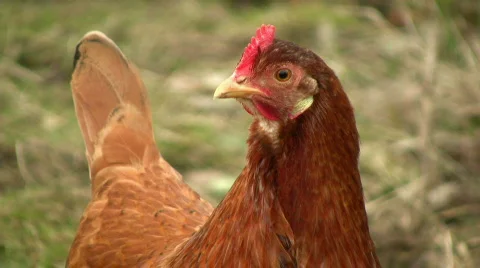 Hen looking at you 動画素材 375667