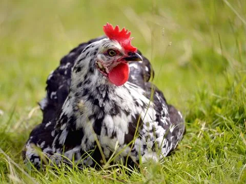 Hen lying in grass Stock Photos