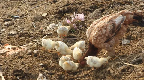 A hen making her babies to learn eating. Stock Footage