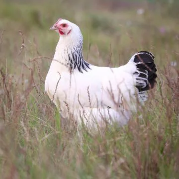 Hen in the meadow Stock Photos