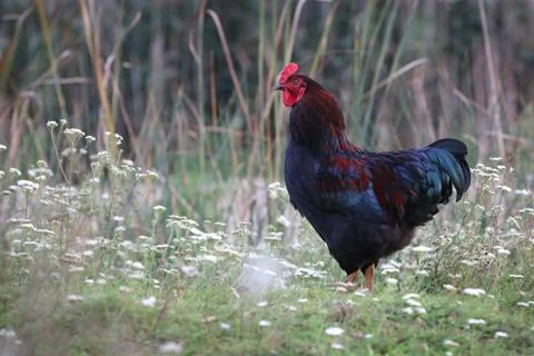 Hen in the meadow Stock Photos