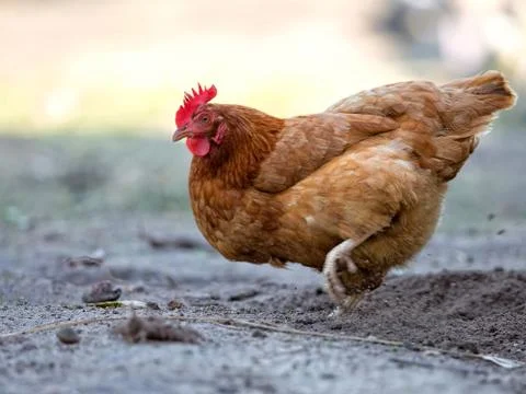 Hen in the meadow Stock Photos