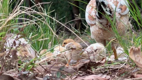 Hen moves calmly through greenery and dry leaves as numerous chicks gather and Stock Footage 325311280