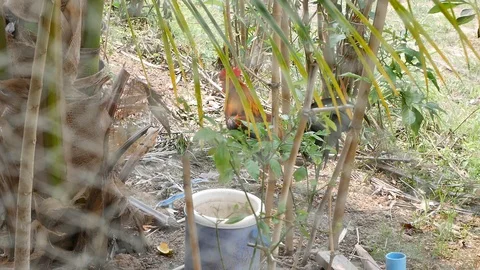 Hen in nature. Stock Footage 128275678