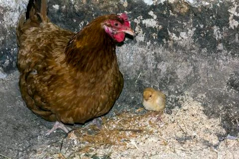Hen nd chicken Stock Photos