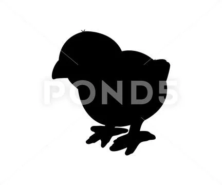 Hen or chicken silhouette isolated in white background. Free grazing ...