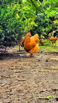Hen in an orchard Stock Photos