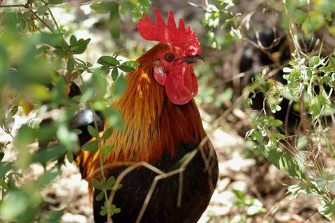 Hen outdoors Stock Photos