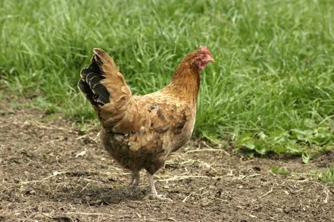 Hen outside in the meadow Stock Photos