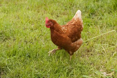 Hen outside in the meadow at springtime Stock Photos