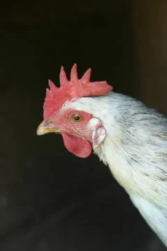 Hen outside Stock Photos