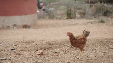 Hen passing by 動画素材 59795720