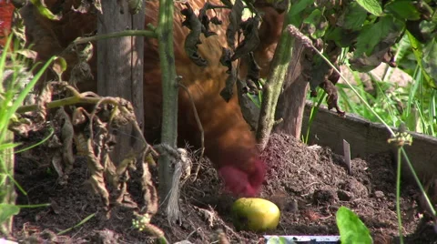 Hen peck Stock Footage