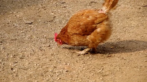 Hen peck the grain Stock Footage 48731561