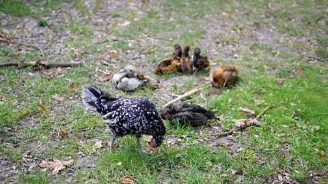 Hen Pecking with Chicks Stock-Footage 293232958