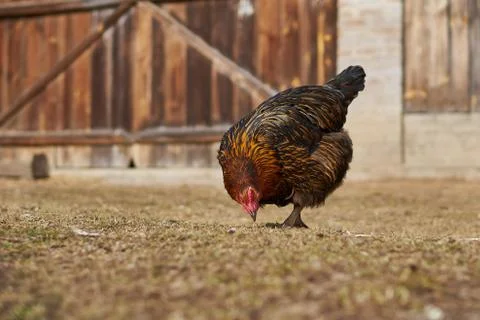 A hen pecking grass in a backyard Stock Photos