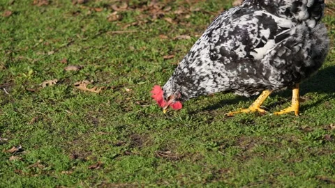 Hen pecking on the ground Vídeo Stock 167663491