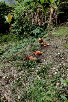 Hen Pecking at Ground, resting while rooster takes care of them Stock Photos