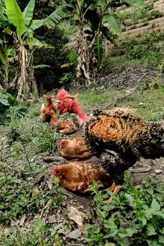 Hen Pecking at Ground, resting while rooster takes care of them Stock Photos