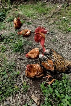 Hen Pecking at Ground, resting while rooster takes care of them Stock Photos